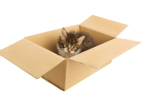 Maine Coon kitten in carton box